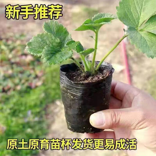 Strawberry seedlings shipped from original soil, flowering and big fruit, cream strawberry seedlings for four seasons, wholesale of current year fruit plug seedlings, 6 Ningyu strawberries, shipped from original soil + fertilizer