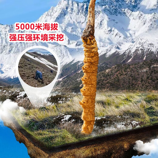 [Tibet Straight Hair] Nagqu First Stubble Cordyceps Authentic High-altitude Dried Cordyceps Gift Boxes First Choice Selected Extra Large Grass 4 Roots/G 100 Roots