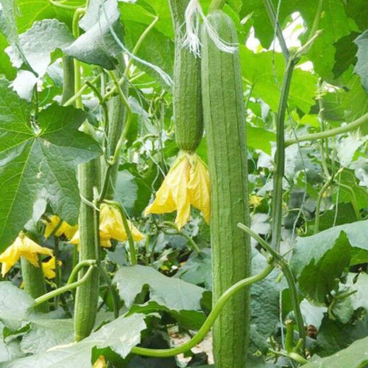 Luffa seeds, long luffa seeds, easy to grow vegetable seeds in spring and summer courtyard fields, vegetable seeds, long luffa seeds, 1 pack, about 30 seeds