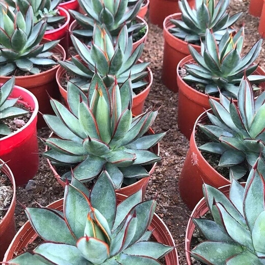 Qiuying agave tequila 22-22 cm