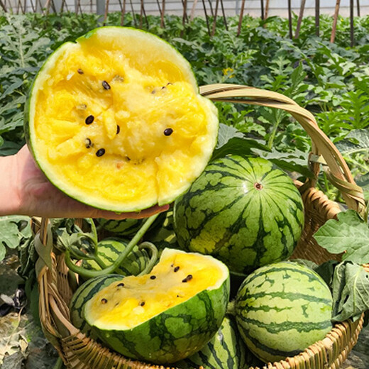 Shouhe Yellow Flesh Watermelon Seeds Yellow Heart Gift Type Yellow Flesh Shouguang Melon Winter and Spring Home Garden Melon Seeds Yellow Flesh Xiaolan Watermelon Seeds 10 capsules x 3 packs