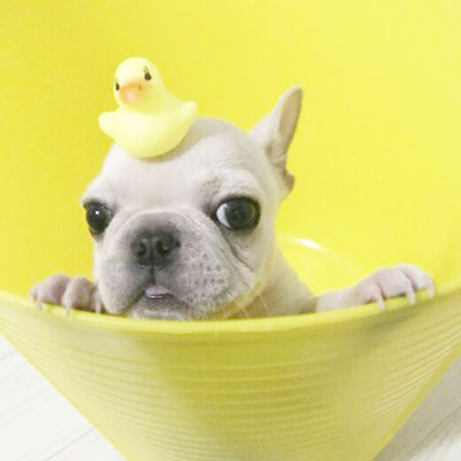 HICLAW Dog Bath Basin, Pet Bichon Bathtub, Anti-run Bathtub, Special Basin for Dogs and Cats, Medicinal Bath Bucket, Foldable Water Toy, Little Yellow Duck, Single