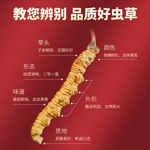 Tongfu Cordyceps sinensis 2 Wurzeln/g 50g etwa 100 Wurzeln Geschenkboxen, nahrhafte Nahrungsergänzungsmittel, Geschenke für Älteste