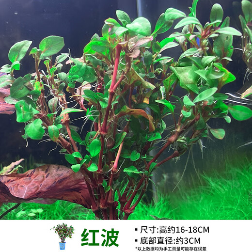 Crazy aquatic grass fish tank landscaping full set decoration submerged wood living Moss plant negative aquatic grass banyan set meal grass tank ecological water orchid [Middle prospect lazy person] red wave