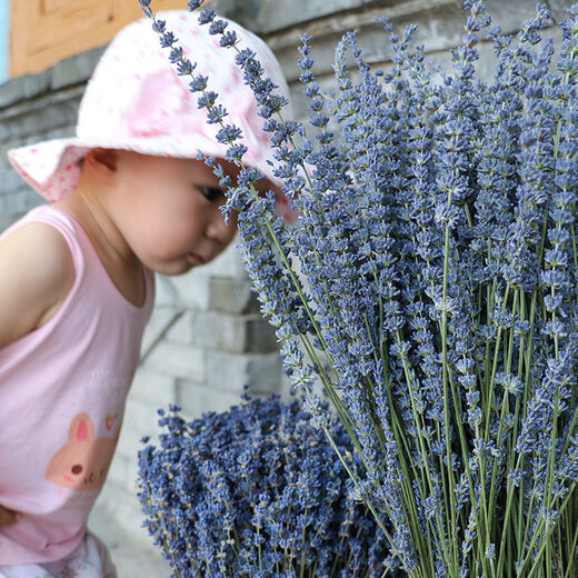 AIMAN dried lavender bouquet living room home decoration natural dried bouquet real flower aromatherapy internet celebrity flower arrangement ins gift 100g space blue dark blue new summer flowers all in English newspaper packaging