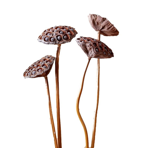 Youyi Dried Flower Extra Large Full Metal Flower Pole with Seeds Dried Lotus Lotus Dried Flowers Decorate Living Room Floor 75cm Real Pole with Seeds Lotus Pole 4 Price