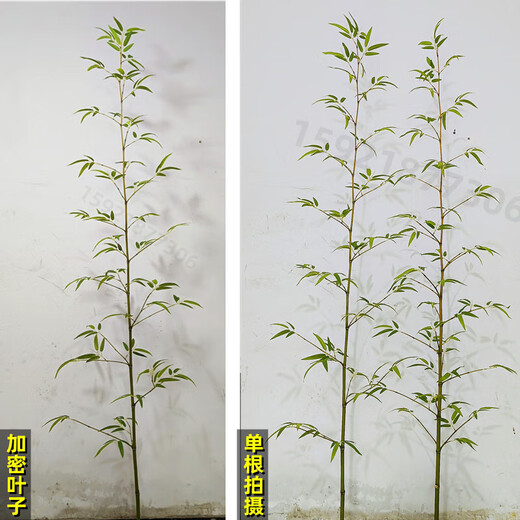 Hua e flow simulated bamboo outdoor decoration fake bamboo simulated plant landscaping bionic bamboo outdoor green plants 2.5 meters high 50 roots