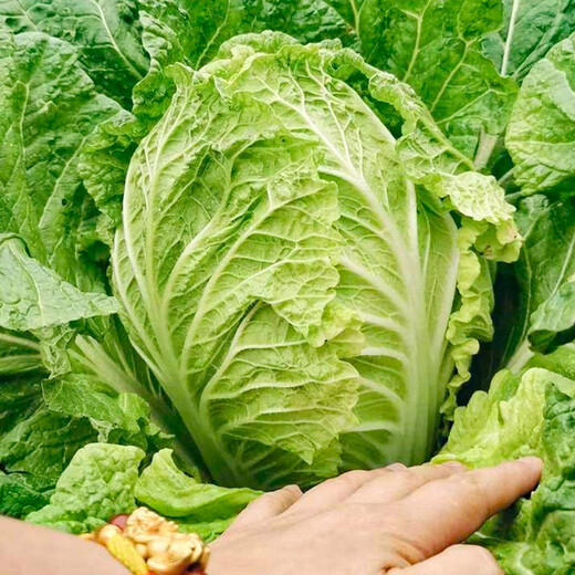 Shouhe Chinese cabbage seed seedlings, winter and spring vegetable seeds for field planting, Weiyu Qiubao cabbage seeds 10g*5 bags