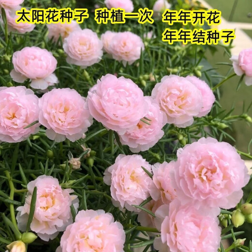 重瓣太阳花种子多层四季太阳花特大花盆栽易活太阳花景观开花不断 重瓣太阳花种子【粒粒精选】 易种植收芽快【15888粒】