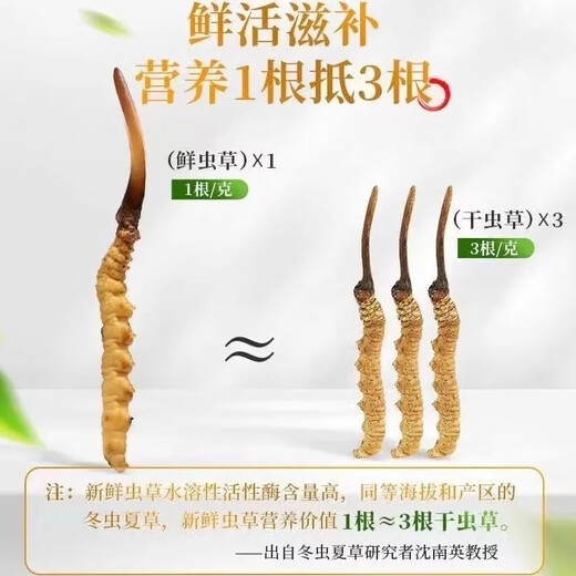 新鲜冬虫夏草2025年头期虫草正品领导高海拔送礼正宗鲜虫草过节 0.7-0.8克/根   10根鲜虫草 冬虫夏草  顺丰发货