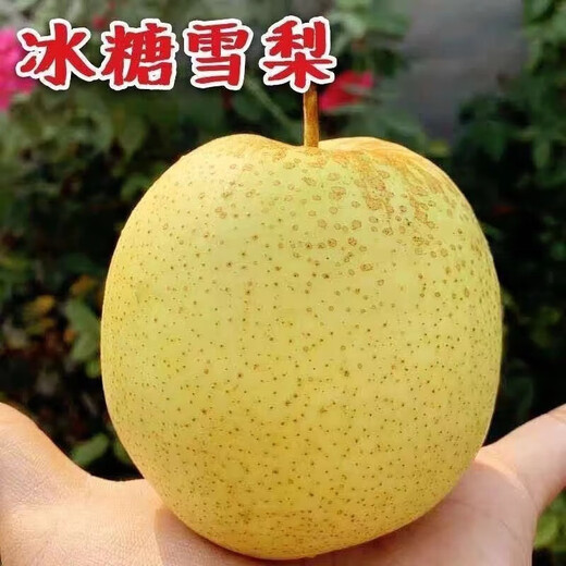Jingxi Jiazhao County Snow Pear Hebei Snow Pear Suning Snow Pear Adecuado para hacer sopa 15 con caja 2 Jin Jin equivale a 0,5 kg Peso neto 1,6-1,8 Jin Jin equivale a 0,5 kg