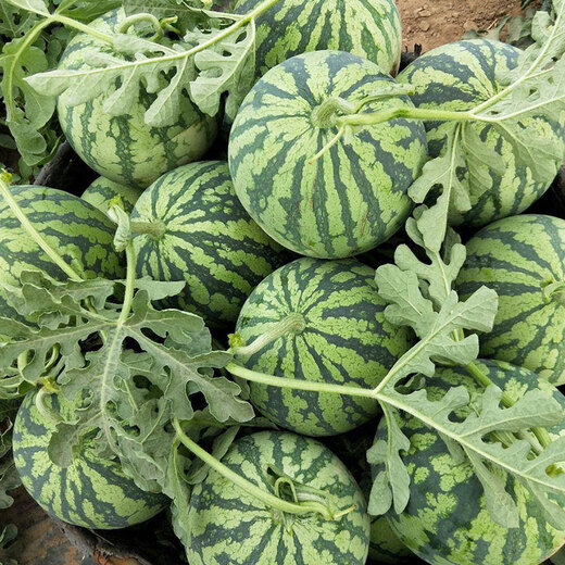 Beishu watermelon seed seedlings Kirin 8424 sweet crisp potted watermelon seeds rock sugar Kirin melon seeds about 800 barrels