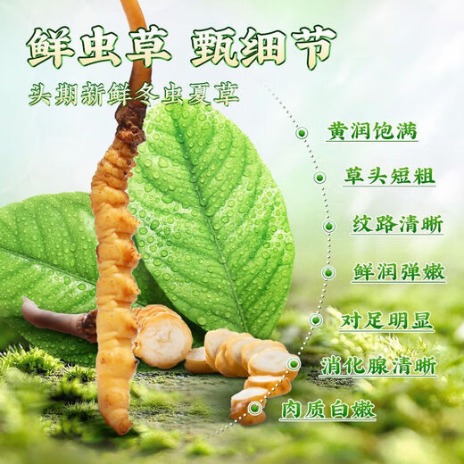 [Tibet Straight Hair] Authentic First Fresh Cordyceps 2025 Selected High Altitude Fresh Cordyceps SF Cold Chain 0.4-0.5gSpecifications 100 Roots