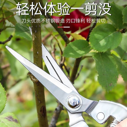 Yanran stainless steel fruit picking scissors, gardening scissors, pruning shears, imported grape pitaya scissors, special scissors for picking pepper, 3 stainless steel fruit picking scissors