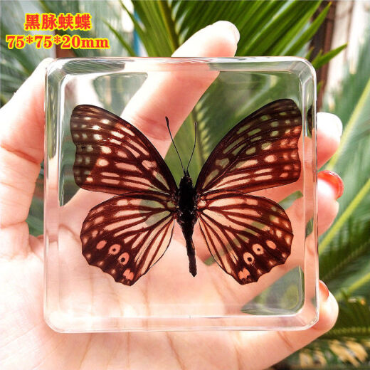 Shanye Butterfly Specimen Real Butterfly Butterfly Insect Animal Resin Specimen Box Natural Butterfly Ornament Photo Frame Decorative Fluorescent Yellow Brazilian Turtle