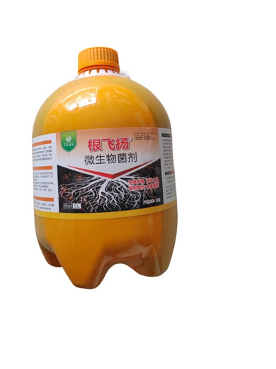 Linhai's flying roots, strong ancient trees, weak trees, rejuvenation, treatment of dead trees, germination, root packaging, diseased tree resurrection liquid, red