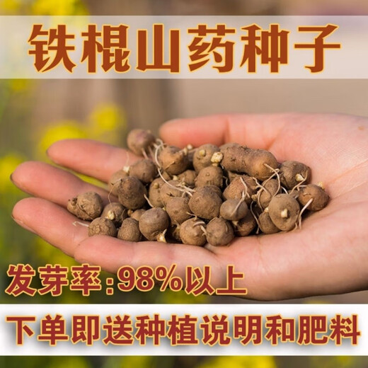 Authentic Iron Bar Yam Bean Seed Farmer Huaiyam Seedlings Yam Mouth Germinated Yam Bean Nursery Potted Plant Germination Grain (50) Authentic Iron Bar Yam Bean Seed