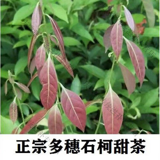 
My family Yutang Duosui Shi Ke Sweet Tea Wood Ginger Leaf Ke Sweet Tea Chongqing Liangping Specialty Tea Fragments 250g Non-green Money Willow Thorn Tea 1 bag 250g
