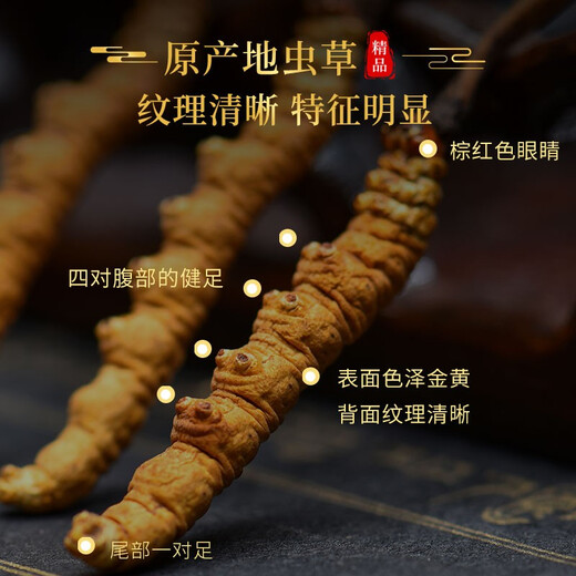 
Cordyceps sinensis in the snowy area of ​​the Xiongfengdao Tibetan area (3 roots/g) Cordyceps sinensis in the head stage (3 roots/g) without breaking grass starts at 10 pieces per single grass