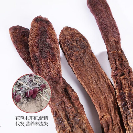 
Jinsuoyang wild whole root Suoyang Chinese medicinal materials men's wine ingredients Suoyang tablets Suoyang paired with epimedium Suoyang 250 grams