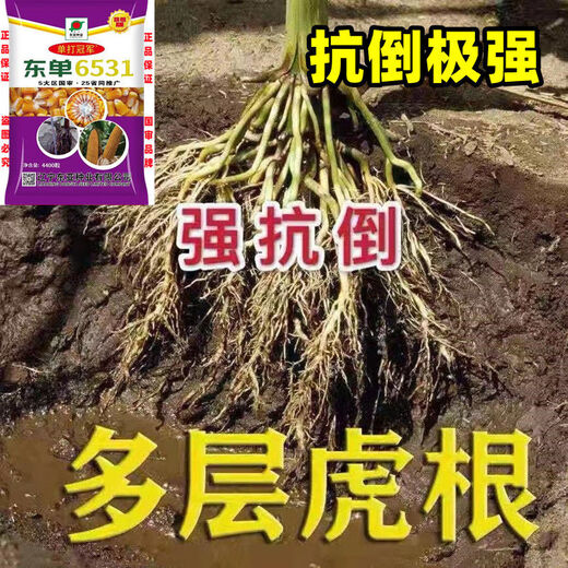 Новый сорт одобрен пятью странами, оригинальный одиночный Dongdan 6531, Академия сельскохозяйственных наук, короткий стебель, большая палка, устойчивость к болезням, устойчивость к полеганию, золотое зерно, высокая урожайность, одиночный Dongdan 6531, 4400 зерен на акр, один акр