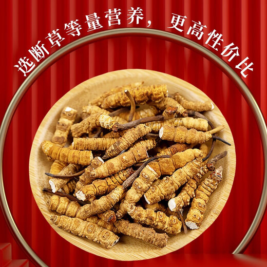[Traitez l'herbe brisée] Cordyceps sinensis grosse herbe brisée authentique région tibétaine Broken Grass authentiques bien séchées. Nagqu High Altitude Snow Mountain Whole Meat Festival au Tibet 5 grammes Pack