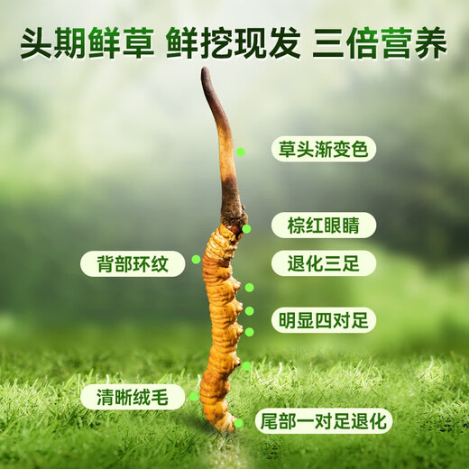 色季拉【新鲜虫草】色季拉 新鲜冬虫夏草 头茬新鲜虫草 高洁净健康滋补 新鲜断草 20克