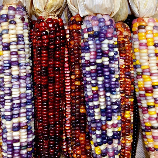 Colorful glazed corn seeds, blood-streaked corn, cultural gemstones, corn ornamental corn seed pendants, accessories, Bodhi, colorful corn seeds, randomly mixed colors, 20 grains*3 packs