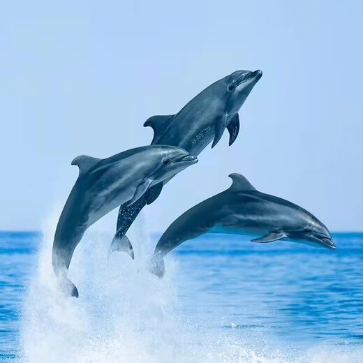 Bali Surabaya Indonesia / Saiwu Falls / Mount Bromo + Mount Ijen / Rowena Dolphin Chasing + Water Temple / Penida Snorkeling 5 Days and 4 Nights Group Tour Surabaya August