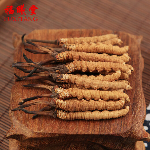 Fuxitang Cordyceps sinensis 5 Wurzeln/g 1 Gramm/Box ungefähr 5 Wurzeln