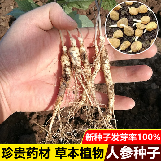 Changbai Mountain ginseng seeds, wild ginseng seeds, easy to grow Chinese medicinal materials in all seasons, easy to live indoor flower pots, ginseng seeds, shipped without buds, selected 1 small bag, about 20 capsules