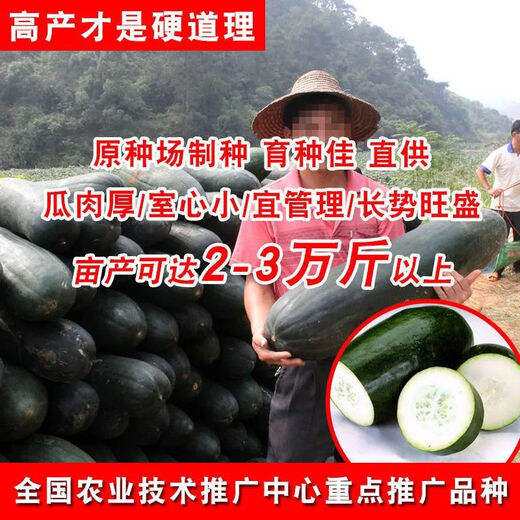 Pink-skinned giant winter melon seeds, extra-large pink-skinned winter melon seeds, pink-skinned giant winter melons, black-skinned giant large winter melons, pink-skinned giant winter melon seeds, common winter melons in rural areas, selected 22 capsules + fertilizer