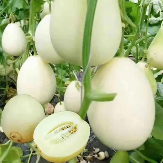Emerald melon seeds, white thin-skinned cantaloupe seeds, four-season vegetable seeds, crispy melon seeds, early-ripening horn melons, one pack of each of 9 cantaloupe types, 38 capsules per pack + fertilizer