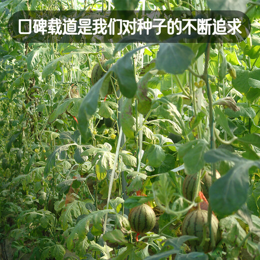 Fengming Yashi early-maturing greenhouse seeds for all seasons thin-skinned gift watermelon seeds pink-flesh red unicorn watermelon seeds 50 capsules