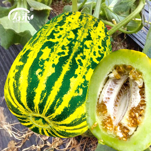 Shouhe Balixiang Melon Seed Collection Super Sweet Extra Large Balixiang Melon Seeds About 30 capsules x 2 bags