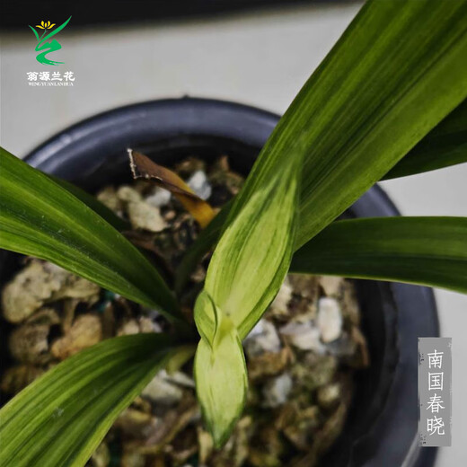 Wengyuan orchid ink orchid old species Nanguo Chunxiao flowers and leaves double art strong fragrance type diligent flower bud red flower green round potted plant Nanguo Chunxiao 2 seedlings large strong seedlings simple pot soil