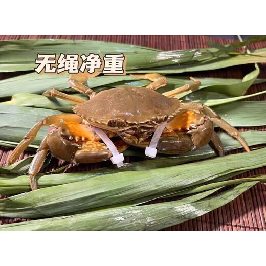 
[Crab pond straight hair - next day delivery in many places] Guangdong head hand butter crab ointment oil crab fresh live crab blue crab extra large 1 head hand butter crab (about 7 taels)