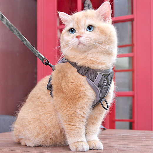 No-pet cat traction rope, vest-style harness, reflective and breathable, cat-walking rope, British short puppet pet traction rope, gray (including 1.5m traction rope) M chest 34-40cm (recommended 8.5-14Jin Jin equals about 0.5kg)
