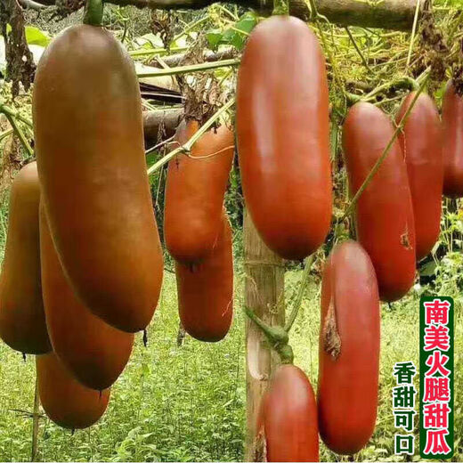 Ham melon seeds, super sweet red honey melon seeds, farm fruit and vegetable seeds, sown in four seasons, spring and autumn, stable yield, high quality seeds, one pack, 52 seeds in total