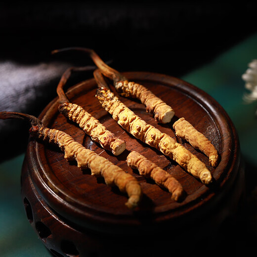 Mid-Mountain Farmer [Wild] Cordyceps sinensis 3 Gramm Cordyceps sinensis, Tibet Nagqu Cordyceps, Tonic Nutritional Products für Älteste und Eltern