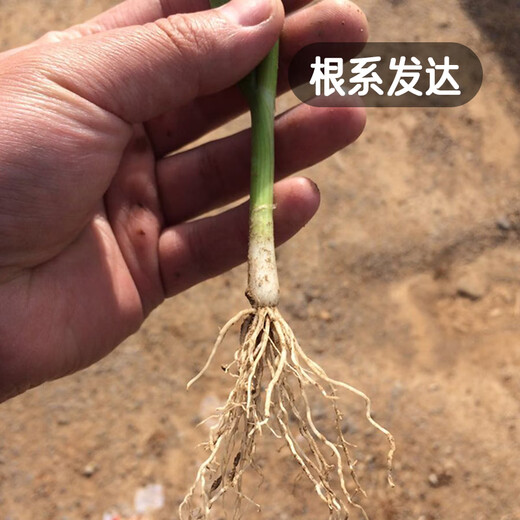 Fengming Yashi single-rooted shallot seeds field planting four-season balcony seeds potted single-rooted delicate shallot seeds 10g