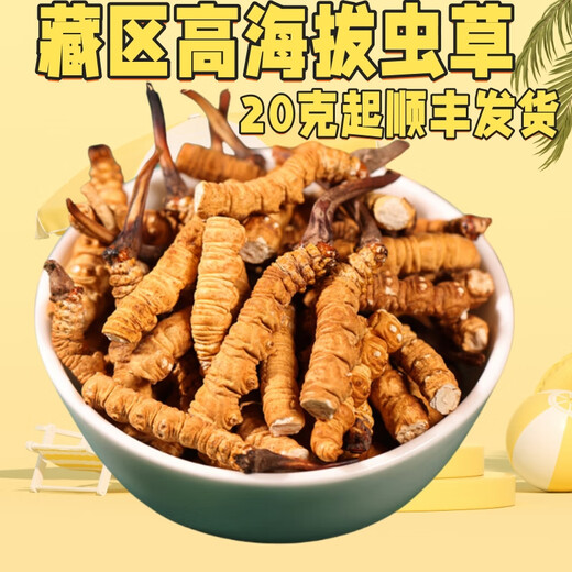 Authentische tibetische hohe Höhe Cordyceps sinensis gebrochenes Gras Ganzfleischfest 10 g große Flaschen für Hausgebrauch Trockenwaren Authentische Produkte Tibet Nagqu Ganzfleischfest 20g [2g kostenlos]