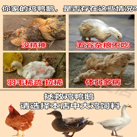 Zhengda Chicken Feed 323 Laying Hens Young Chickens Medium Chickens Half Large Native Chickens Reserve Eggs Breeding Chicken Food Peacock Young Chickens Full Price Powder 20Jin Jin is equal to 0.5kg 7 to 16 weeks old