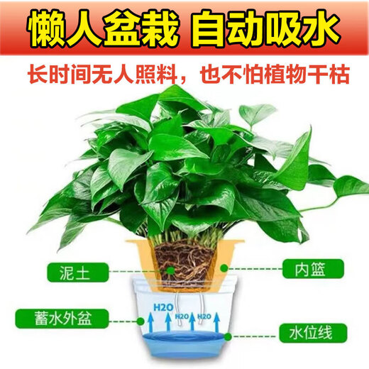 Shuangmeng green radish potted formaldehyde-removing flowers and green plants office 180-gallon self-priming water basin 8 pots straight from the source