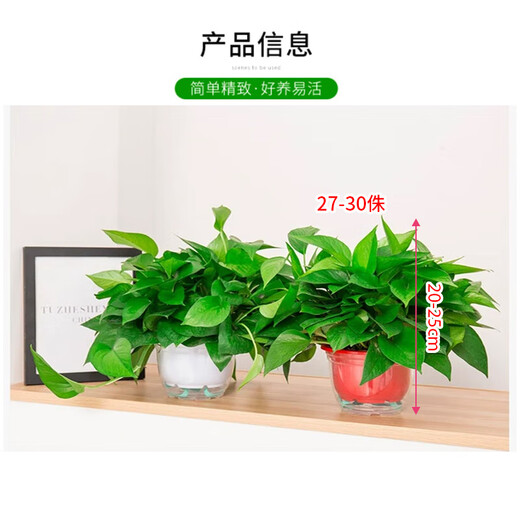 Shuangmeng green radish potted formaldehyde-removing flowers and green plants office 180-gallon self-priming water basin 8 pots straight from the source