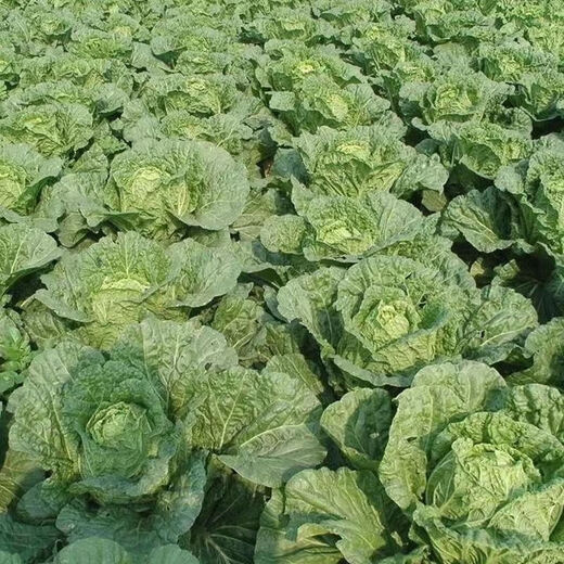 38 Jin Jin is equal to 0.5 kg. Overwintering Chinese cabbage seeds Shandong Chinese cabbage seeds. Chinese cabbage seeds are disease-resistant and high-yielding. Leafy cabbage. Original 5 packs (about 5000 grains) + Songpin. 38 Jin Jin is equal to 0.5 kg. Winter storage Chinese cabbage seeds.