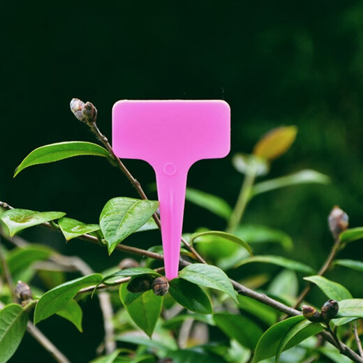 西普顿园艺多肉标签牌园艺植物花名花盆塑料标签防水小插牌多肉盆栽标签 深绿色200张送防水笔