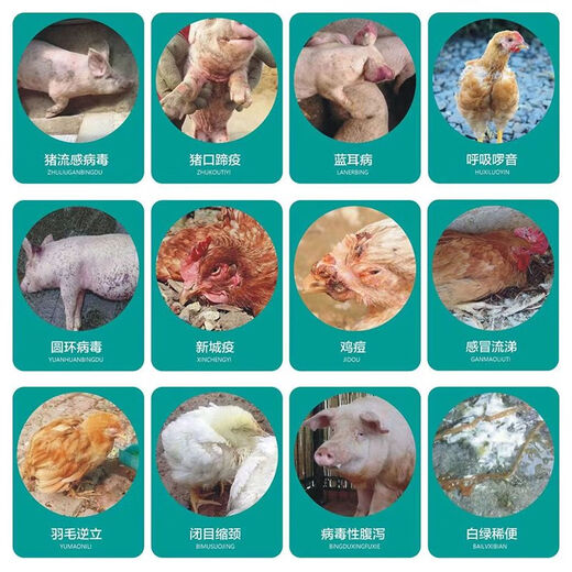 Astragalus polysaccharide for veterinary pigs, cattle, sheep, chickens, ducks and geese. Astragalus enhances growth, immunity and anti-stress feed additives. Astragalus polysaccharide 5kg/barrel