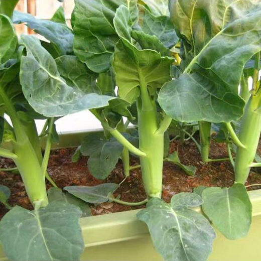 【甜脆芥兰菜】甜芯绿芥蓝芥蓝菜广东芥兰农家四季新鲜种子包邮 甜脆芥兰菜种子 优选种子一包约688粒