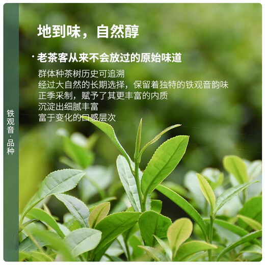 陈一凡特级铁观音清香型 茶叶新茶高山乌龙茶 铁观音传统纸包300g口粮茶